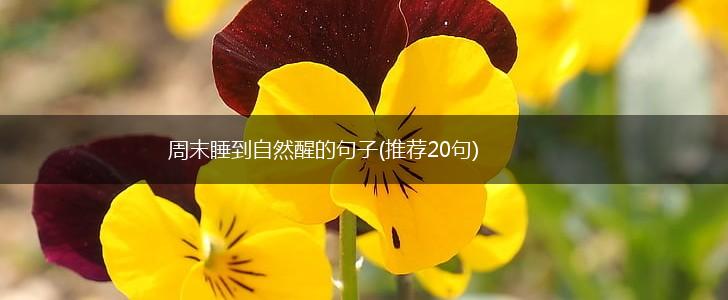 周末睡到自然醒的句子(推荐20句),第1张