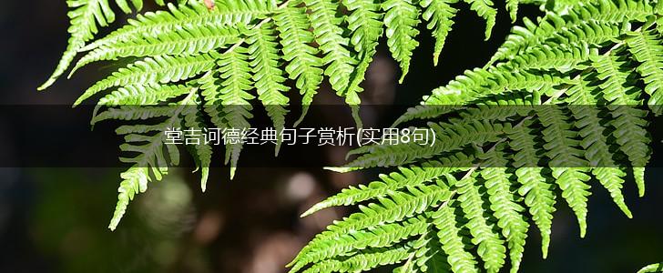 堂吉诃德经典句子赏析(实用8句),第1张