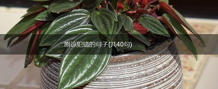 原谅犯错的句子(共40句),第1张