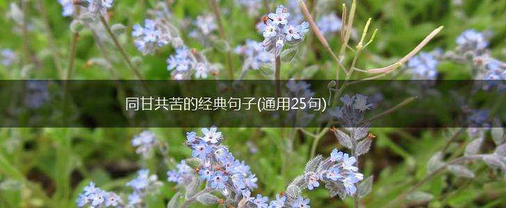 同甘共苦的经典句子(通用25句),第1张