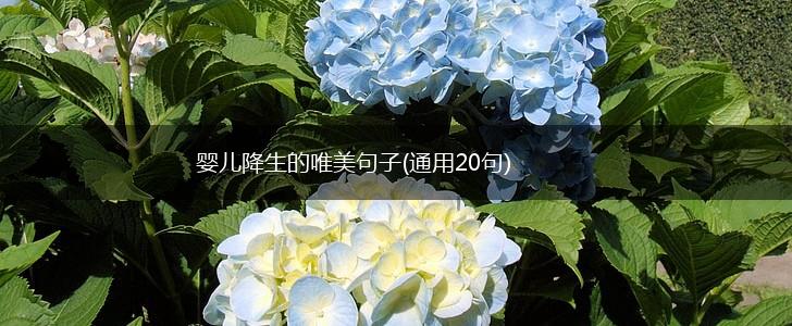 婴儿降生的唯美句子(通用20句),第1张