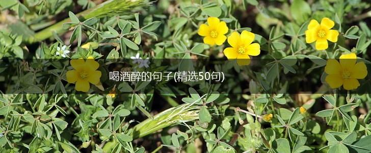 喝酒醉的句子(精选50句),第1张