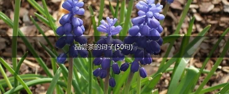品尝茶的句子(50句),第1张