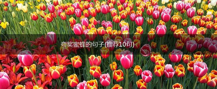 夸奖蜜蜂的句子(推荐10句),第1张