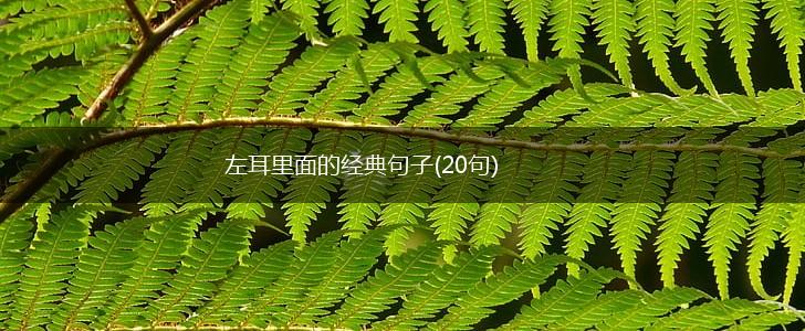 左耳里面的经典句子(20句),第1张