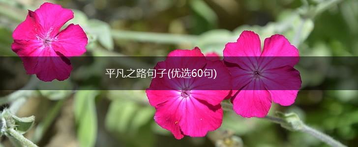 平凡之路句子(优选60句),第1张