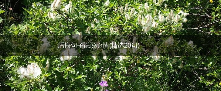后悔句子说说心情(精选20句),第1张