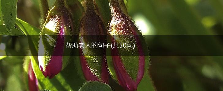帮助老人的句子(共50句),第1张