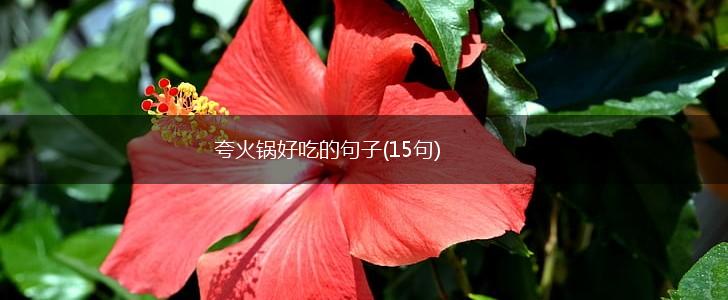 夸火锅好吃的句子(15句),第1张