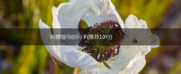 吐槽领导的句子(推荐10句),第1张