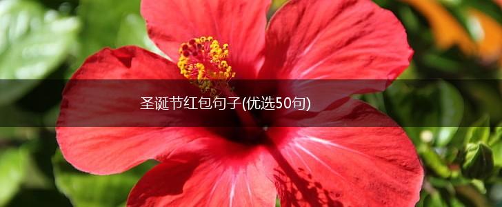 圣诞节红包句子(优选50句),第1张