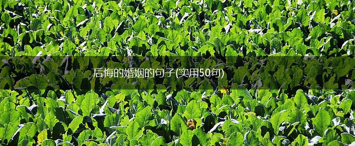 后悔的婚姻的句子(实用50句),第1张
