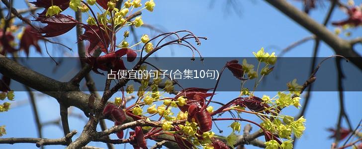 占便宜的句子(合集10句),第1张