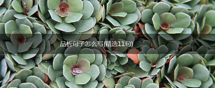 品析句子怎么写(精选11句),第1张