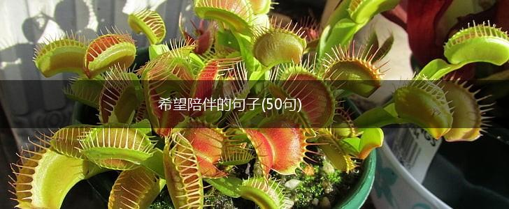 希望陪伴的句子(50句),第1张