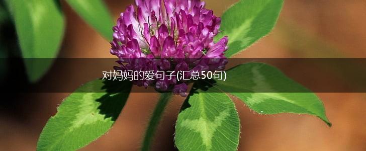 对妈妈的爱句子(汇总50句),第1张