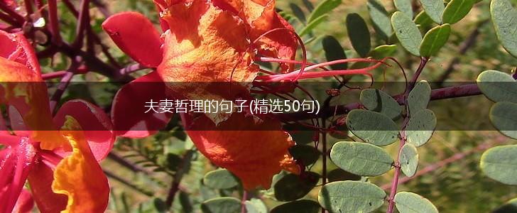 夫妻哲理的句子(精选50句),第1张