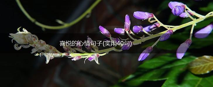 喜悦的心情句子(实用40句),第1张