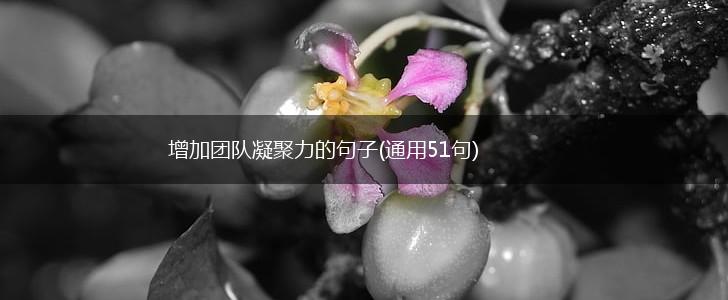 增加团队凝聚力的句子(通用51句),第1张