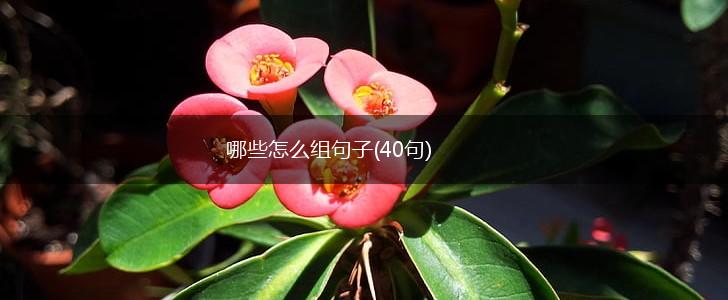 哪些怎么组句子(40句),第1张