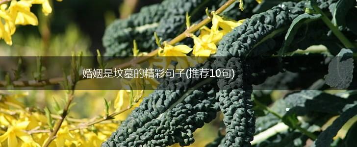 婚姻是坟墓的精彩句子(推荐10句),第1张