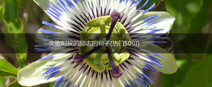 失败时候的励志的句子(热门50句),第1张