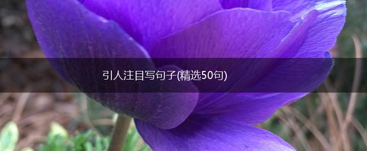 引人注目写句子(精选50句),第1张