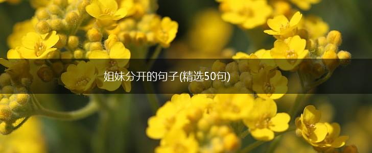 姐妹分开的句子(精选50句),第1张