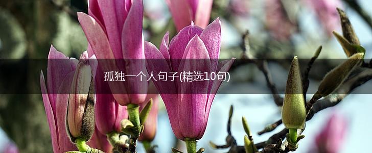 孤独一个人句子(精选10句),第1张