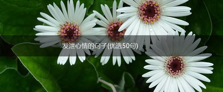 发泄心情的句子(优选50句),第1张