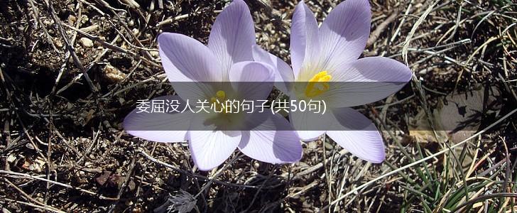 委屈没人关心的句子(共50句),第1张