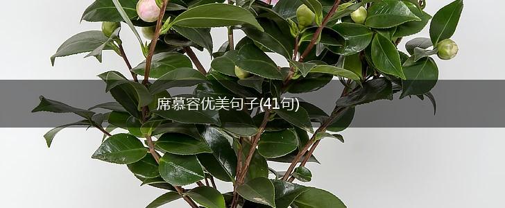 席慕容优美句子(41句),第1张