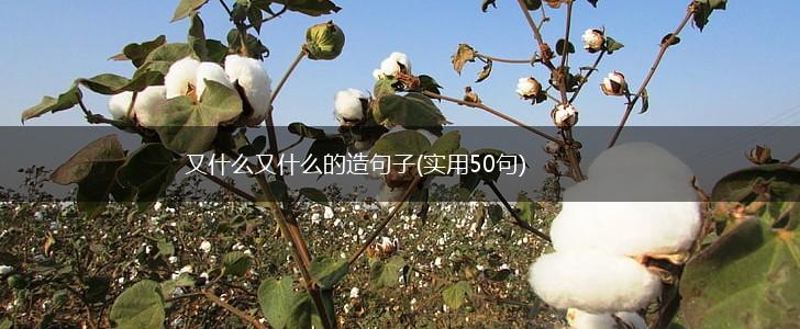 又什么又什么的造句子(实用50句),第1张