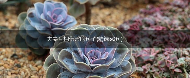 夫妻互相伤害的句子(精选50句),第1张