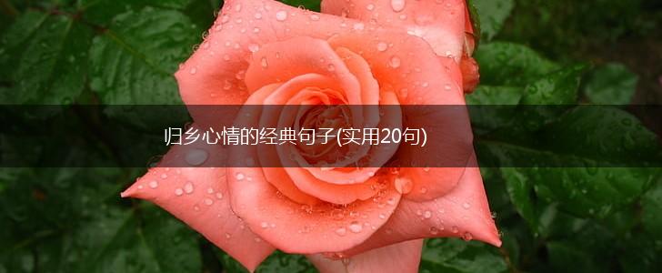 归乡心情的经典句子(实用20句),第1张