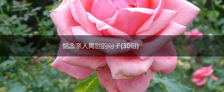 惦念亲人离世的句子(30句),第1张