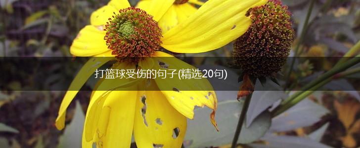 打篮球受伤的句子(精选20句),第1张