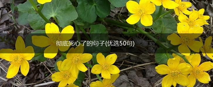 彻底死心了的句子(优选50句),第1张