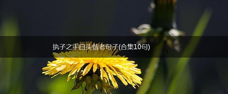 执子之手白头偕老句子(合集10句),第1张
