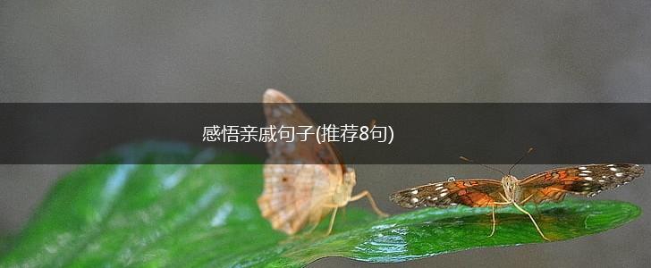 感悟亲戚句子(推荐8句),第1张