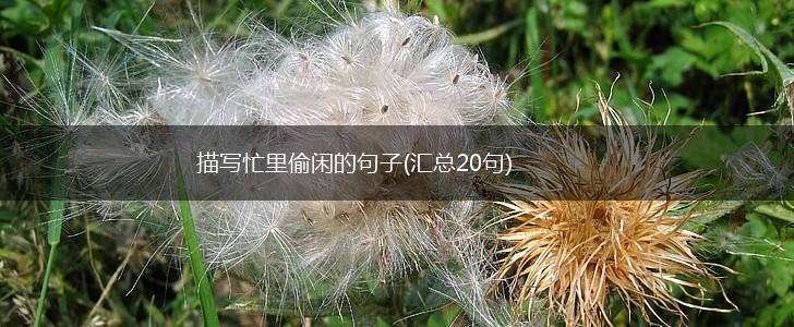 描写忙里偷闲的句子(汇总20句),第1张