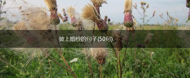 披上婚纱的句子(50句),第1张