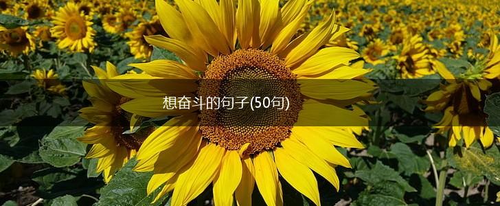 想奋斗的句子(50句),第1张