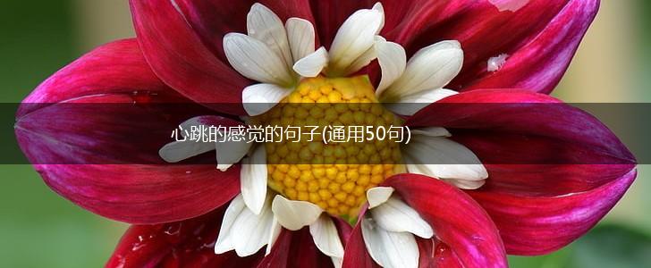 心跳的感觉的句子(通用50句),第1张