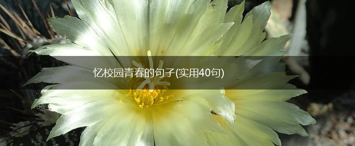 忆校园青春的句子(实用40句),第1张