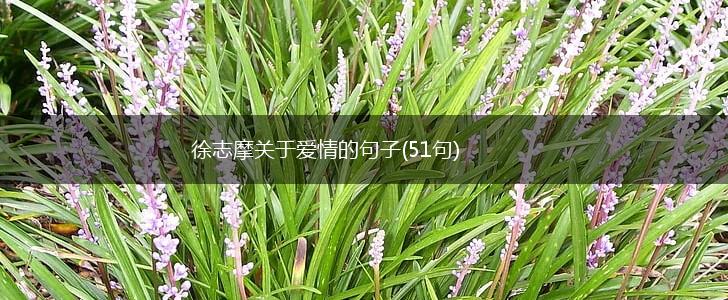 徐志摩关于爱情的句子(51句),第1张