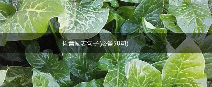 抖音励志句子(必备50句),第1张