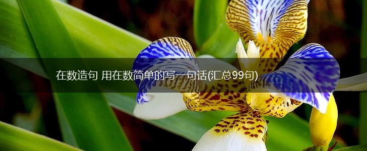 在数造句 用在数简单的写一句话(汇总99句),第1张