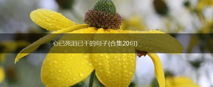 心已死泪已干的句子(合集20句),第1张