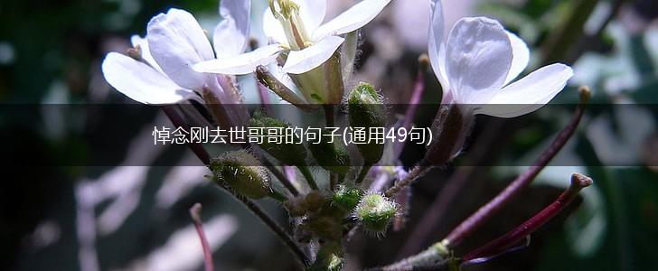 悼念刚去世哥哥的句子(通用49句),第1张